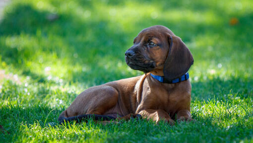Chien Rouge De Bavi re Information Sur La Race Purina Chien Rouge De Bavi re Information Sur La Race Purina